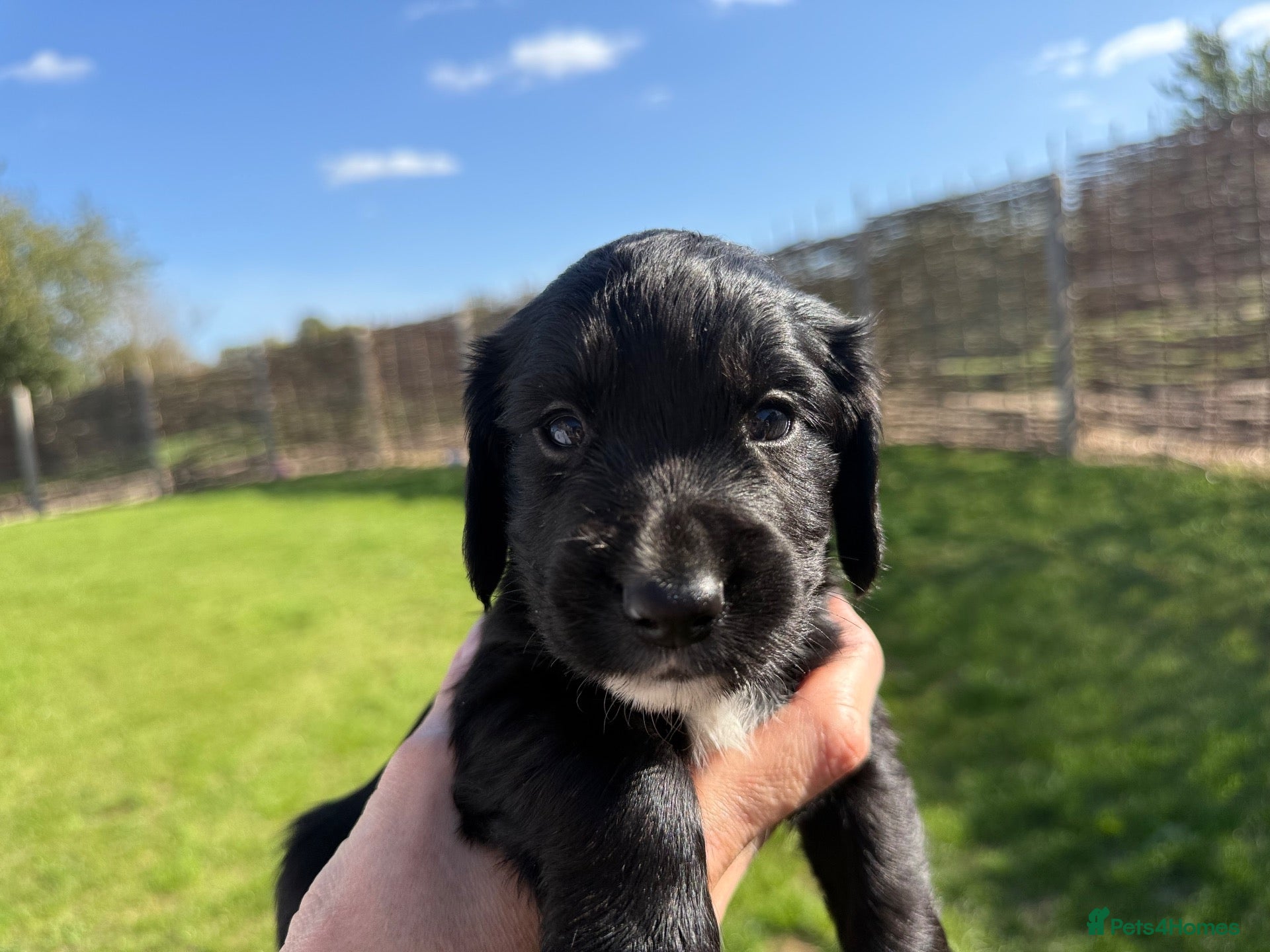 Cocker Spaniel dogs Game Keeper Bred KC Working Cocker Spaniel Puppies - Advert 18