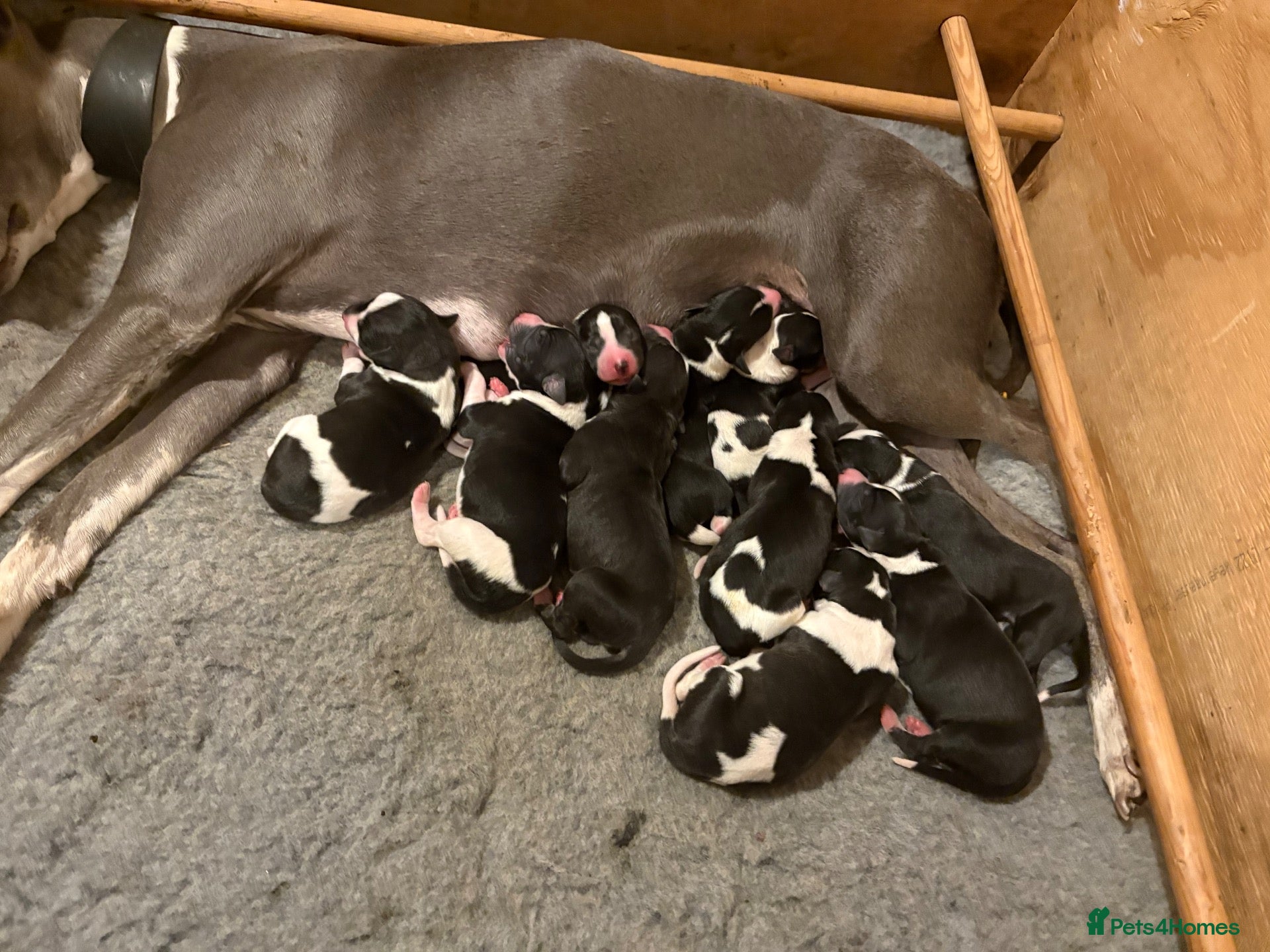 Whippet dogs Whippet pups  - Advert 1