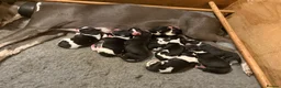 Whippet dogs for sale: Whippet pups  in Abergavenny - Advert 1