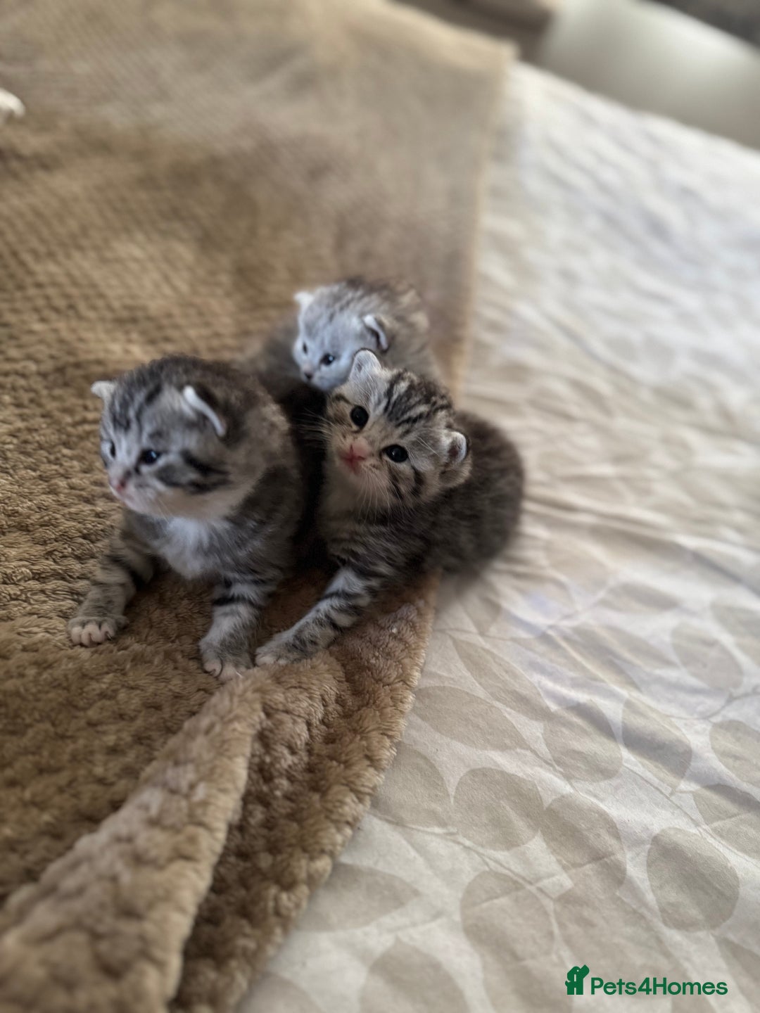 British Shorthair cats for sale: Beautiful lilac British shorthair X kittens - Image 3