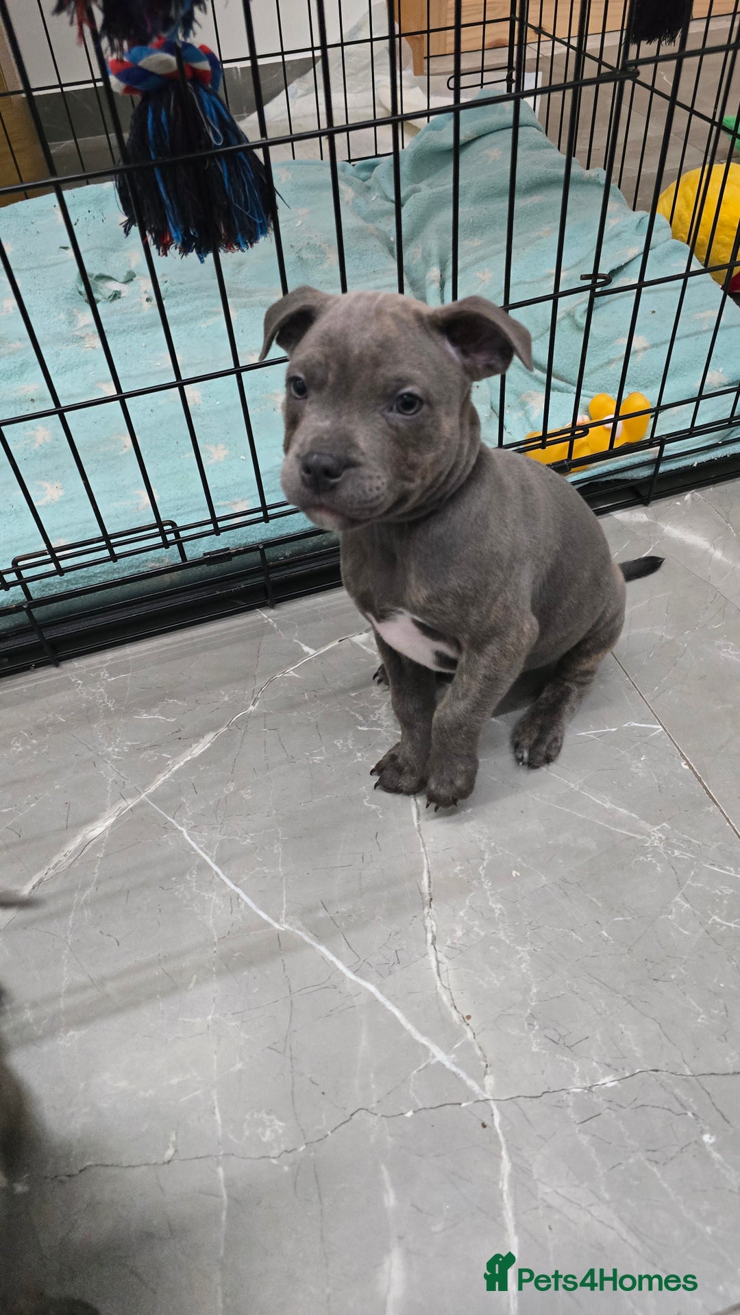 Staffordshire Bull Terrier dogs for sale: Blue staffordshire bull terrier - Advert 13