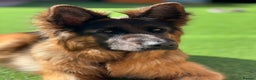 German Shepherd dogs for sale: Beautiful German Shepherd  - Advert 1