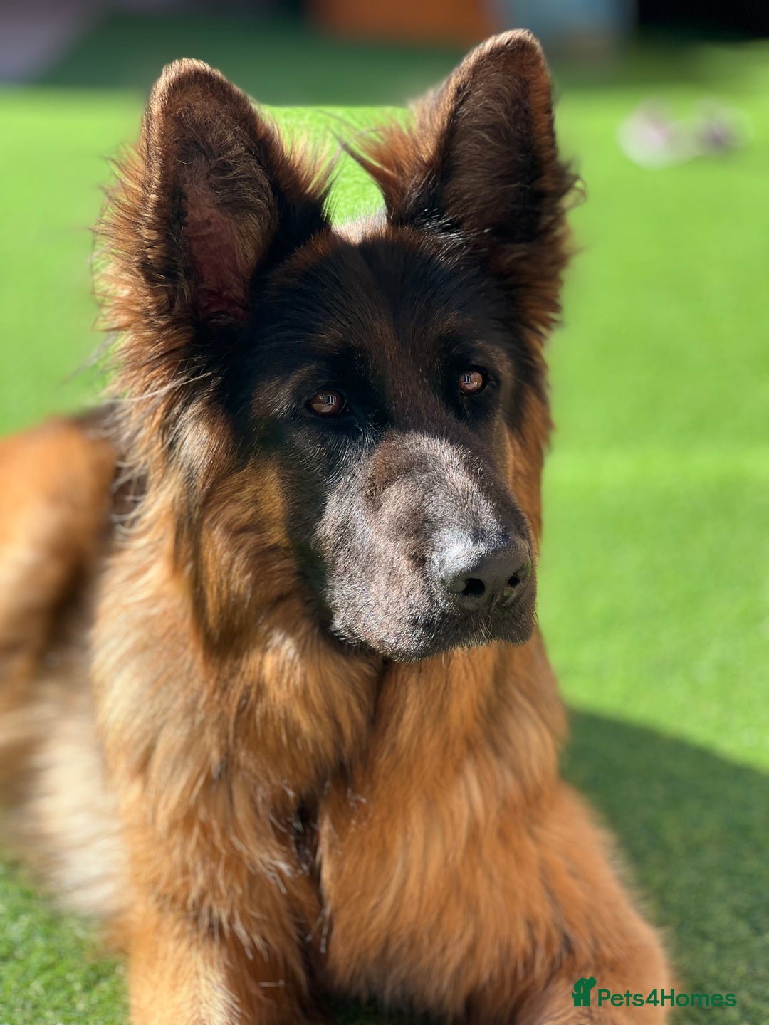 German Shepherd dogs for sale: Beautiful German Shepherd  - Advert 1