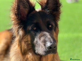 German Shepherd dogs Beautiful German Shepherd - Advert 4