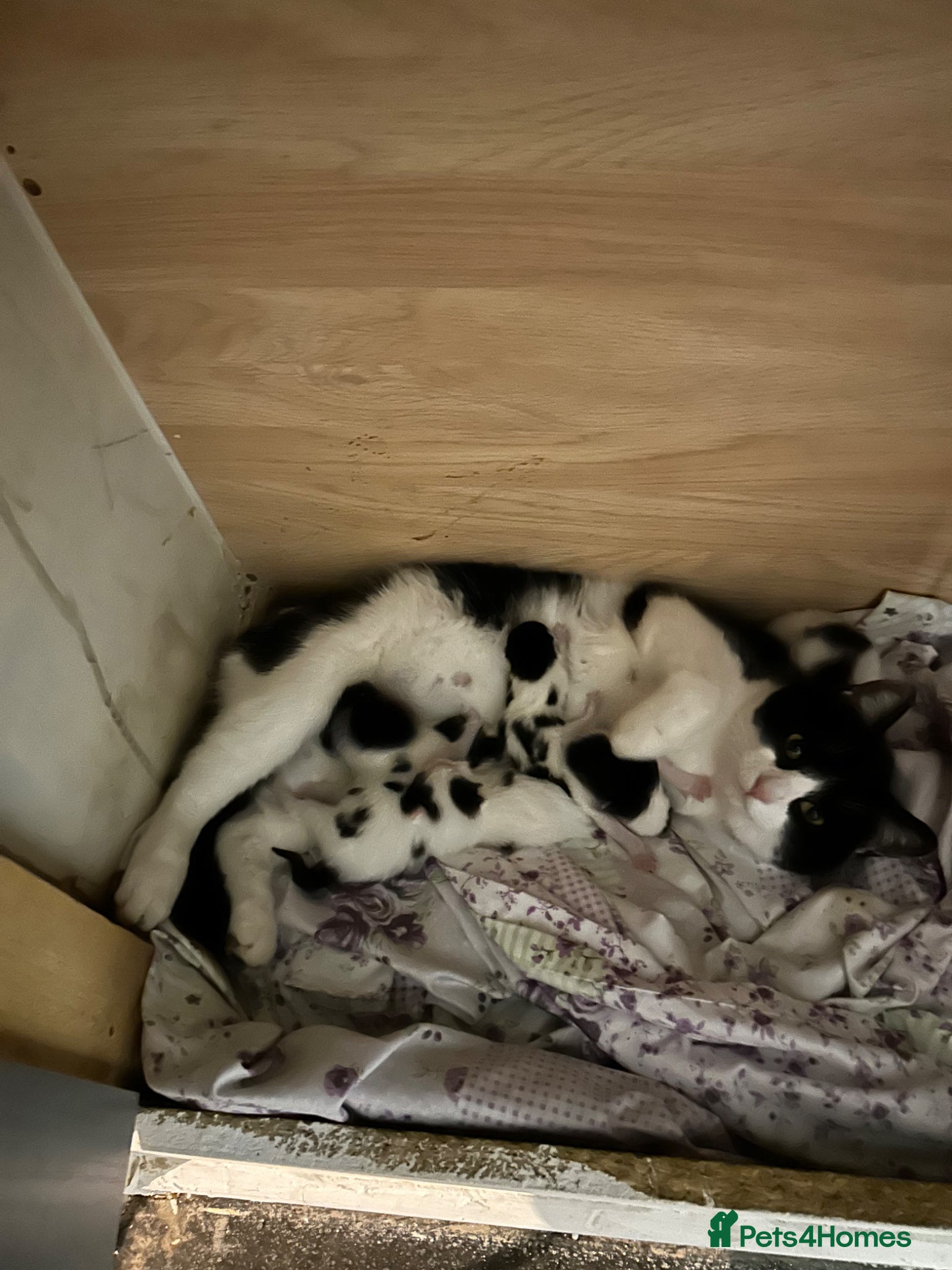 Mixed Breed cats Kittens - Advert 1