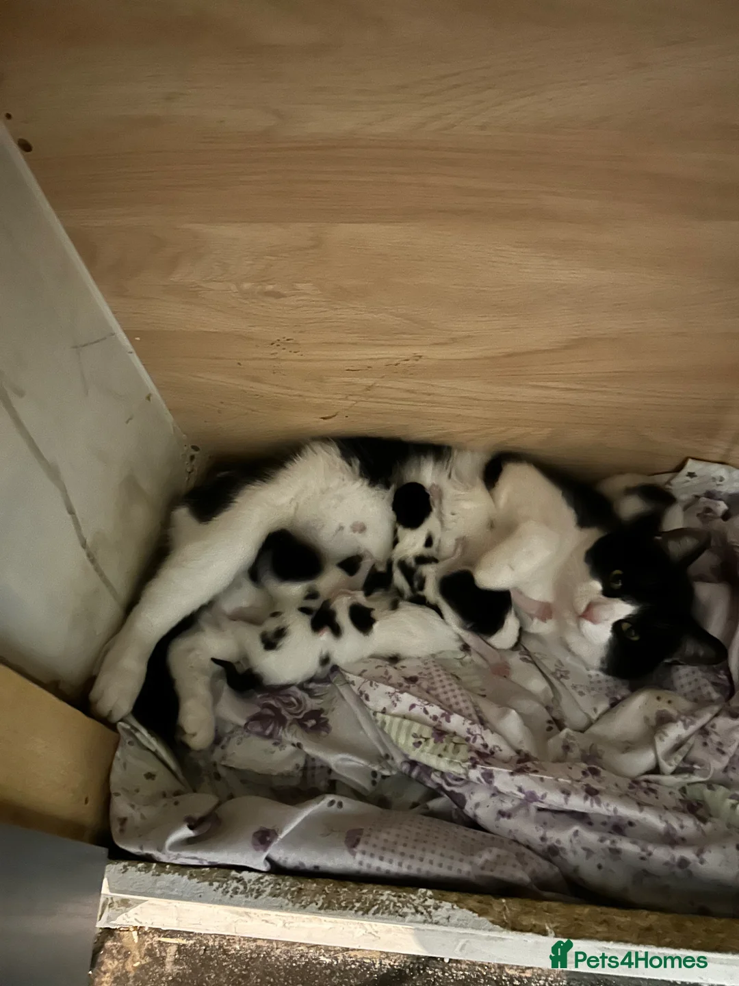 Mixed Breed cats for sale: Kittens - Advert 1