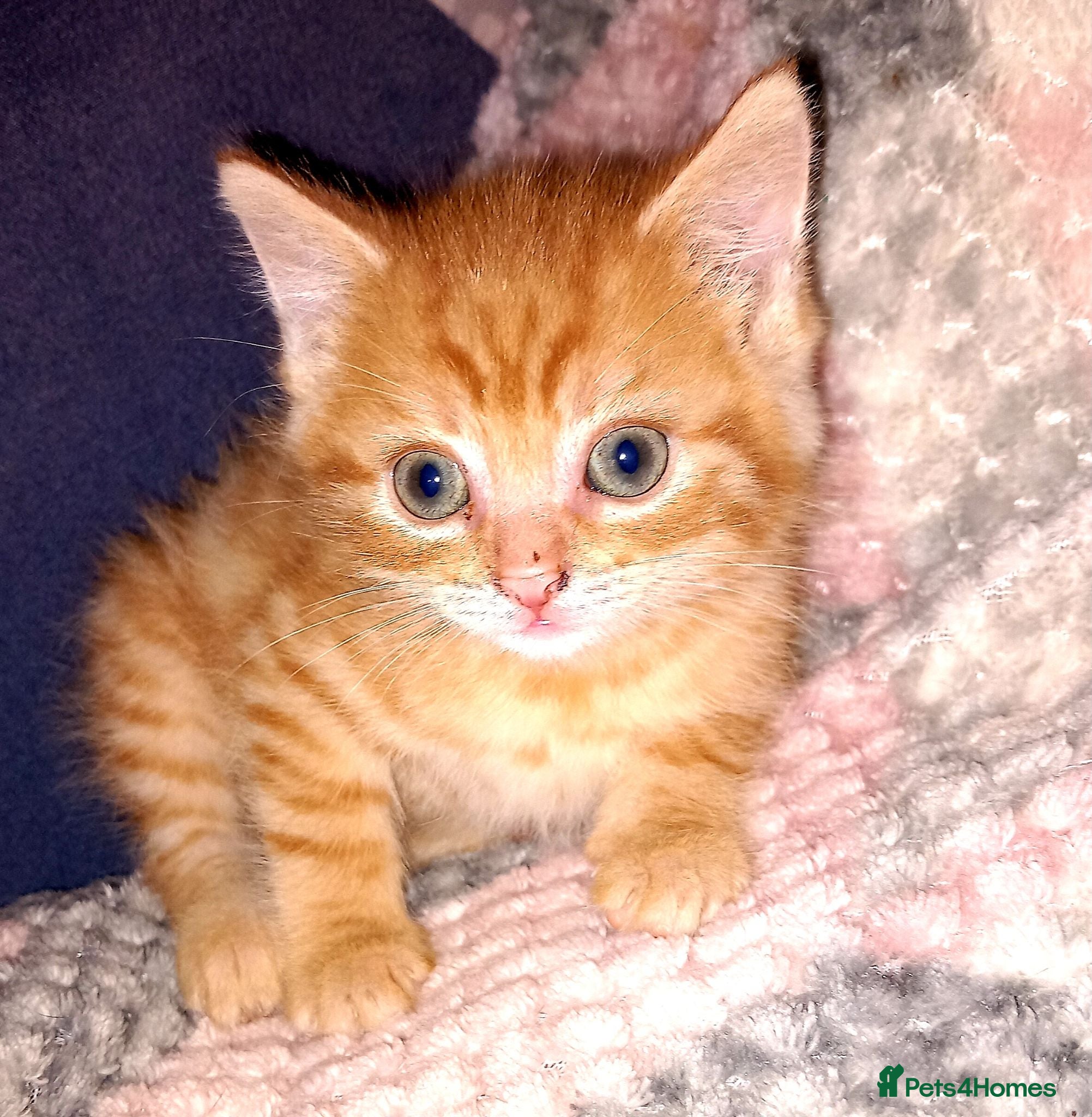 Mixed Breed cats Ginger tabby boys - Advert 5