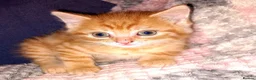 Mixed Breed cats for sale: Ginger tabby boys - Advert 1