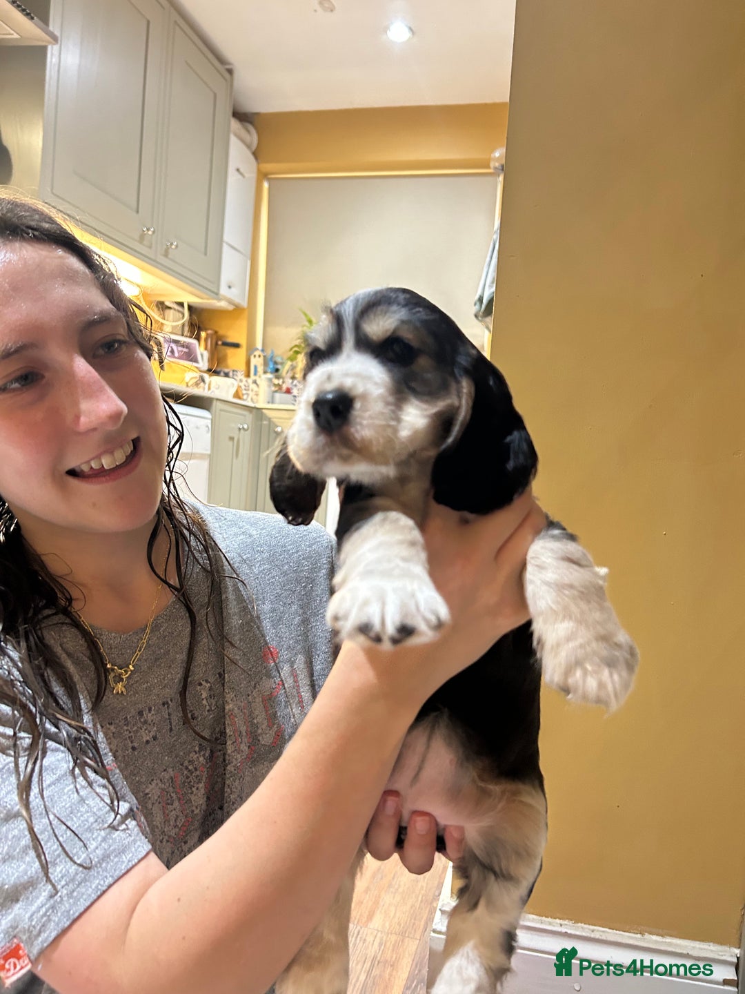 Cocker Spaniel dogs for sale: Gorgeous Cocker Spaniel Puppies - Image 19
