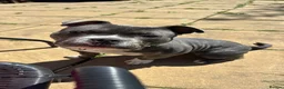American Bully dogs for sale: Pocket Bully – 8 Months Old in Tamworth - Advert 4