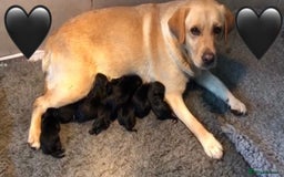 Labrador Retriever dogs for sale: Labrador Puppies  - Image 13