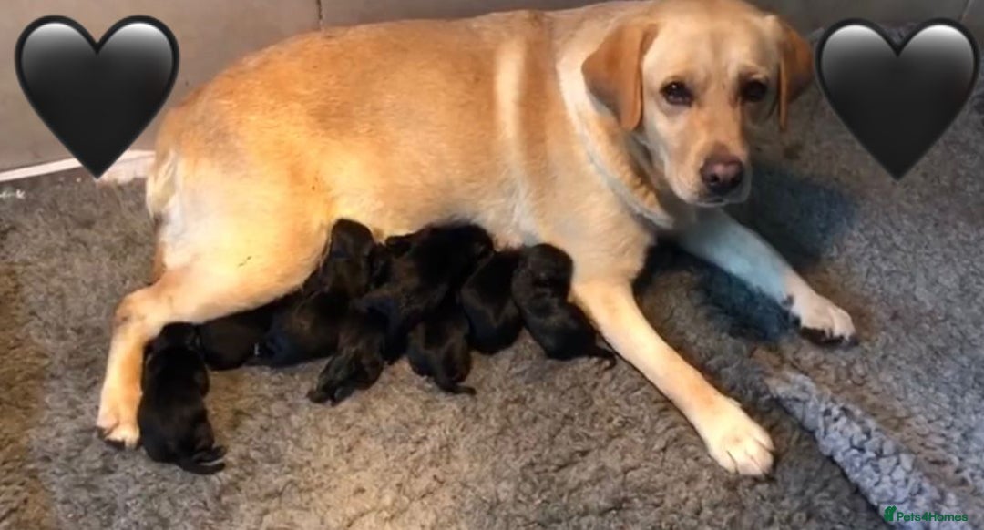 Labrador Retriever dogs for sale: Labrador Puppies  - Image 13