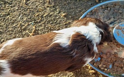 English Springer Spaniel dogs for sale: Quality Spaniel Litter at Sandaharr  - Image 26