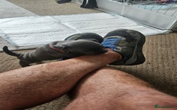 Mixed Breed dogs for sale: French Bulldog x Chichuhua - Image 13