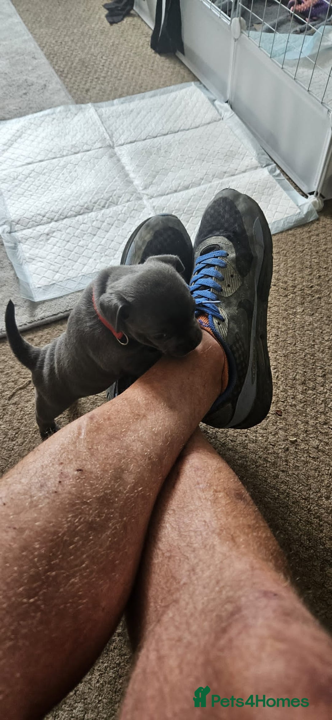 Mixed Breed dogs for sale: French Bulldog x Chichuhua - Image 13