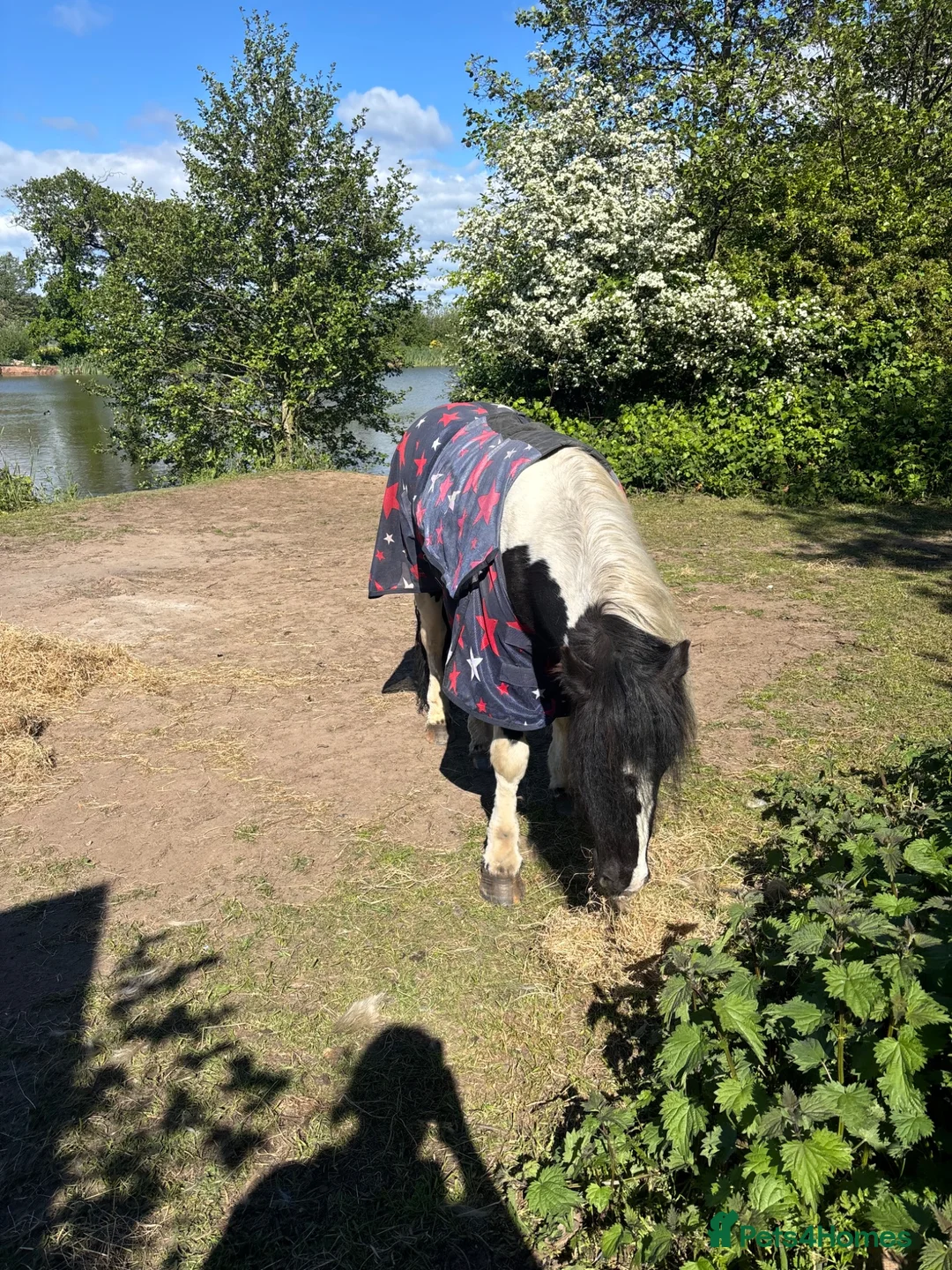 Irish Cob horses for sale: Mini cob gelding for sale  - Advert 2