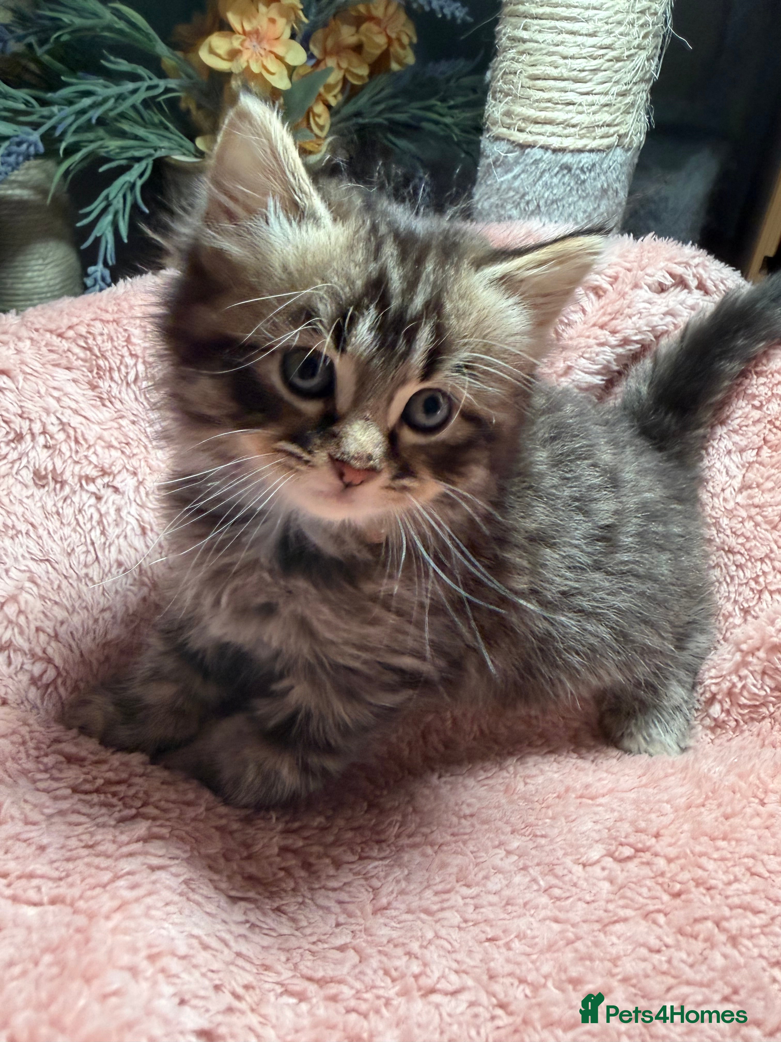 LaPerm cats ❤️Beautiful LaPerms Ready to Reserve❤️ - Advert 1