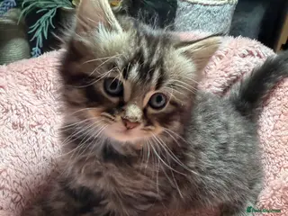 LaPerm cats ❤️Cute LaPerms Ready To Take Home❤️ - Advert 1