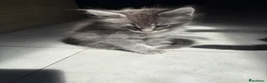Storm Yeti