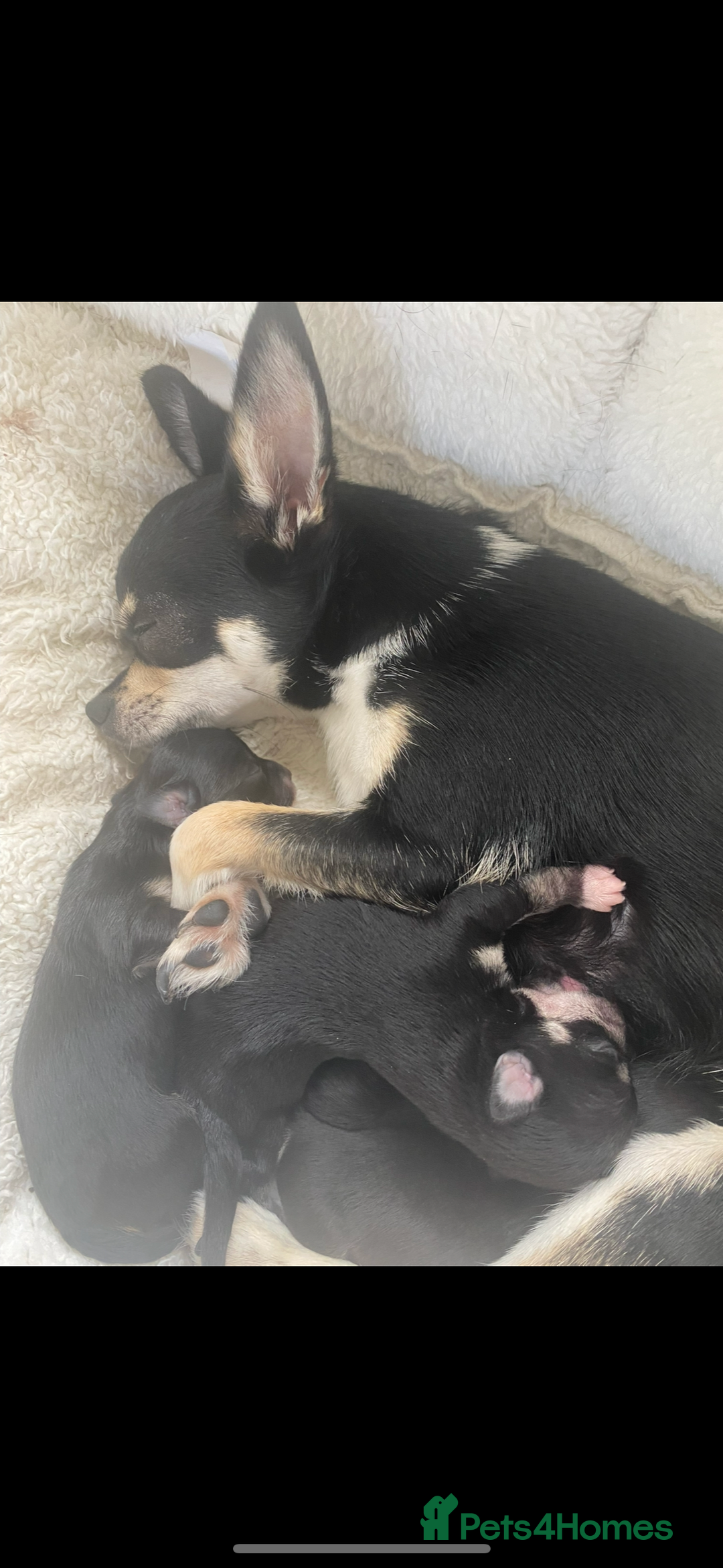 Chihuahua dogs for sale: Chihuahua Puppies - Advert 2