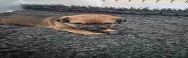Border Terrier 1