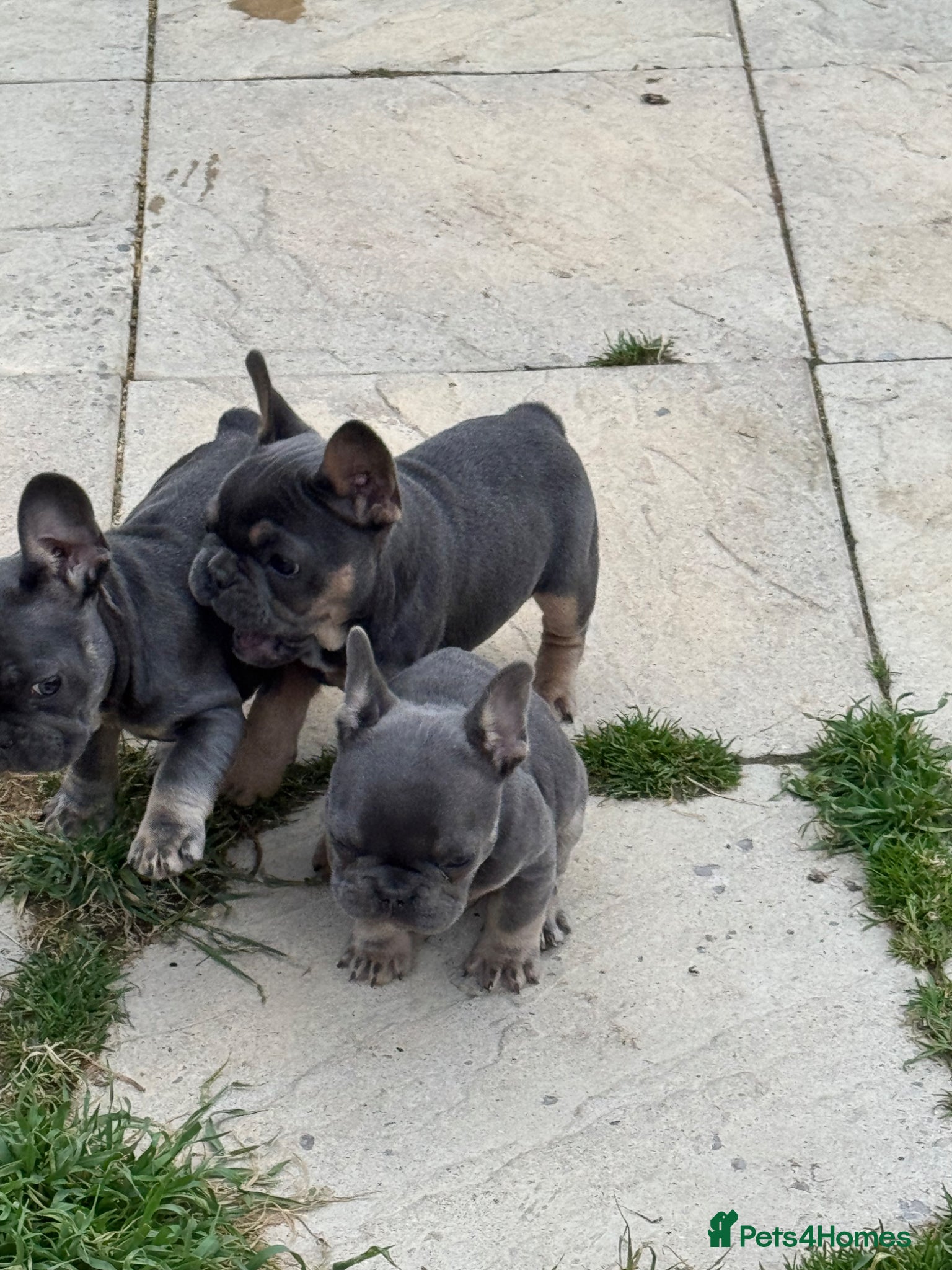 French Bulldog dogs Top Quality French Bulldog Puppies - Advert 2