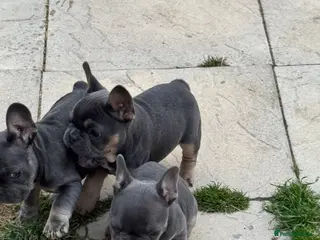 French Bulldog dogs Top Quality French Bulldog Puppies - Advert 2
