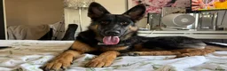 German Shepherd dogs for sale: 2 young beautiful German shepherd pups  - Advert 18