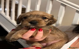Mixed Breed dogs for sale: Meet our Beautiful Little Frockers ! - Image 2