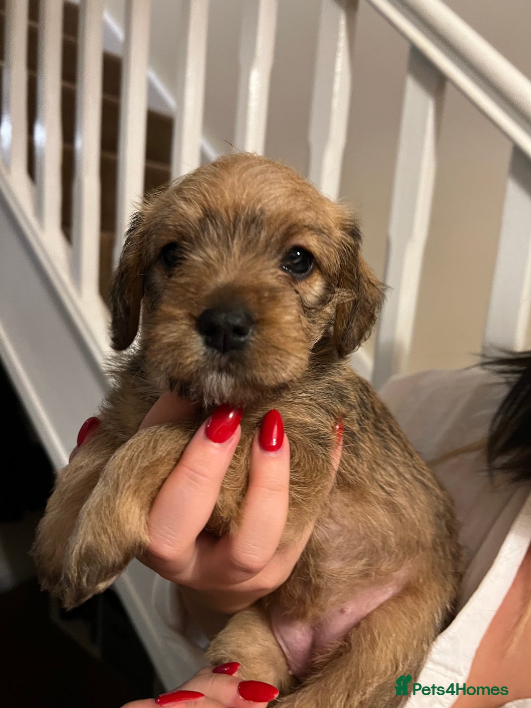 Mixed Breed dogs for sale: Meet our Beautiful Little Frockers ! - Image 2
