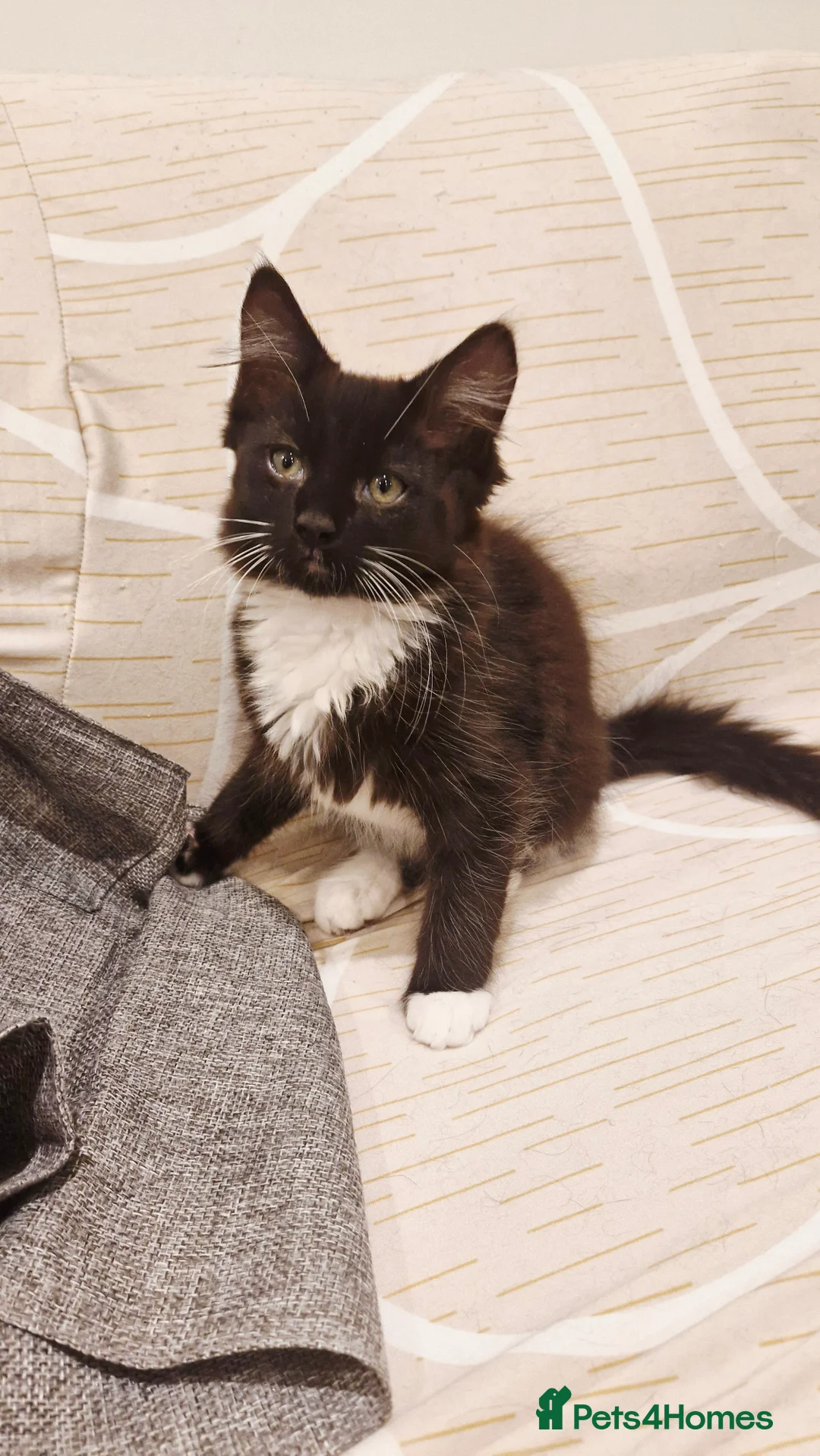 Mixed Breed cats for sale: 3 male kittens ready for a new home - Advert 2