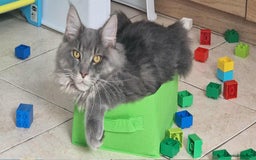 Maine Coon cats for sale: 2 beautiful (certified pure-bred) maine coons - Image 2
