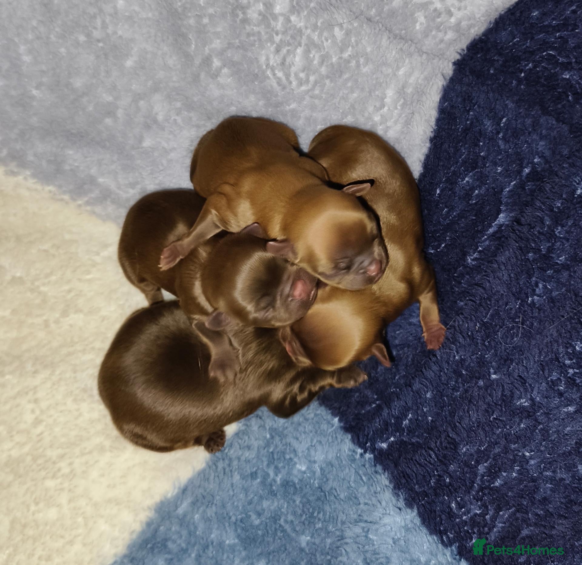 Griffon Bruxellois dogs The Newcomers here - Advert 11