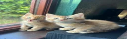 Mixed Breed cats for sale: Ginger kittens!!  - Advert 4