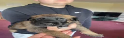 Belgian Shepherd Dog dogs for sale: Stunning Belgian Malinois puppies  - Advert 11
