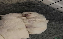Maltese dogs for sale: Stunning Maltese pups for sale ready to go - Image 11