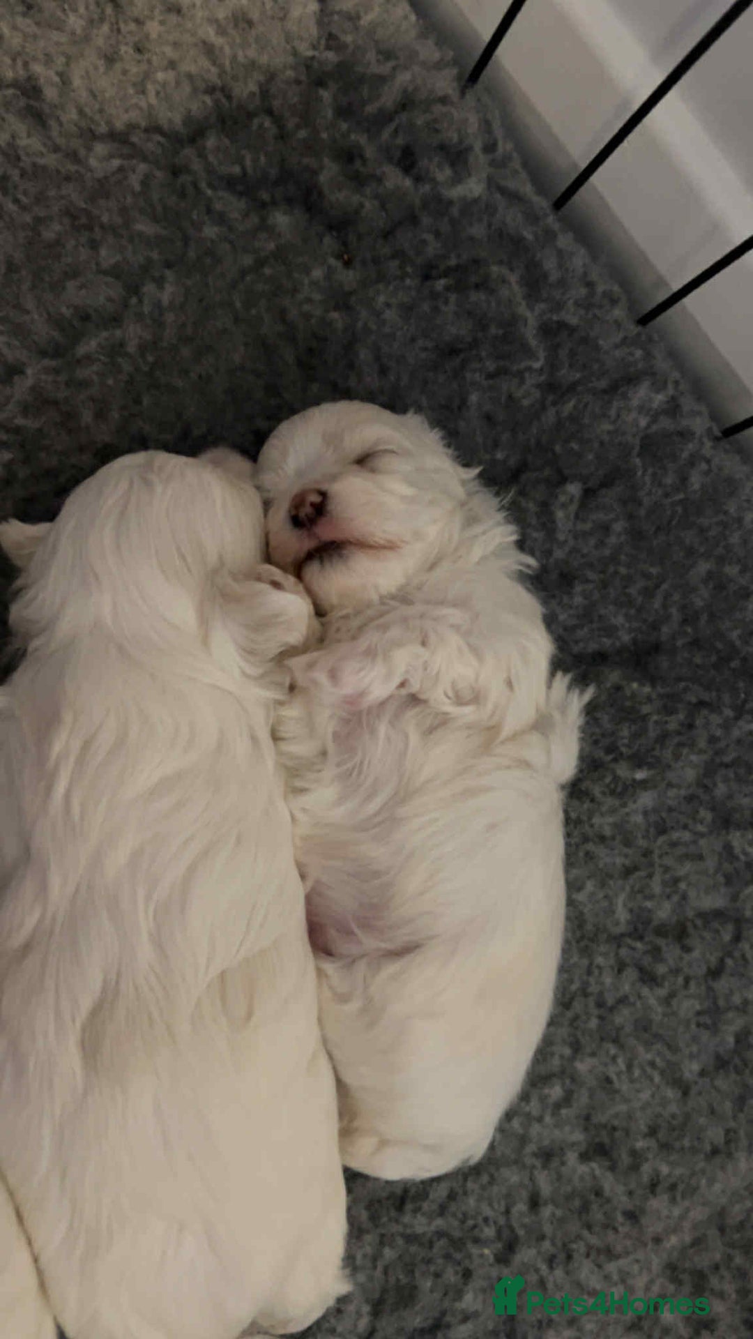 Maltese dogs for sale: Stunning Maltese pups for sale ready to go - Image 11