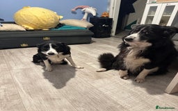 Border Collie dogs for sale: Border Collie puppies for sale - Image 14