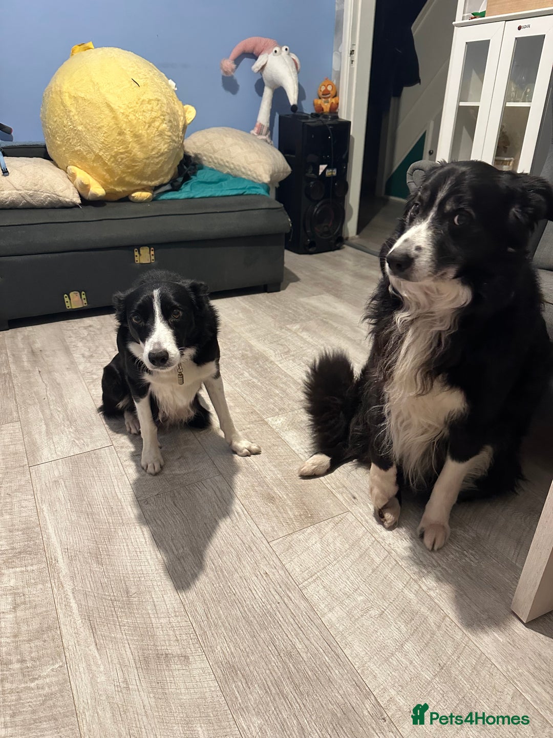 Border Collie dogs for sale: Border Collie puppies for sale - Image 14