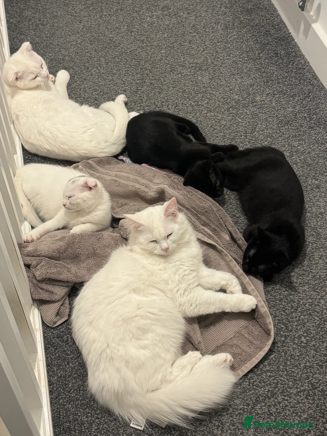 Scottish Fold cats for sale: Scottish fold kittens  - Advert 2