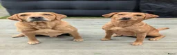 Labrador Retriever dogs for sale: Elite Labrador Puppy - Trained & Ready - Advert 5