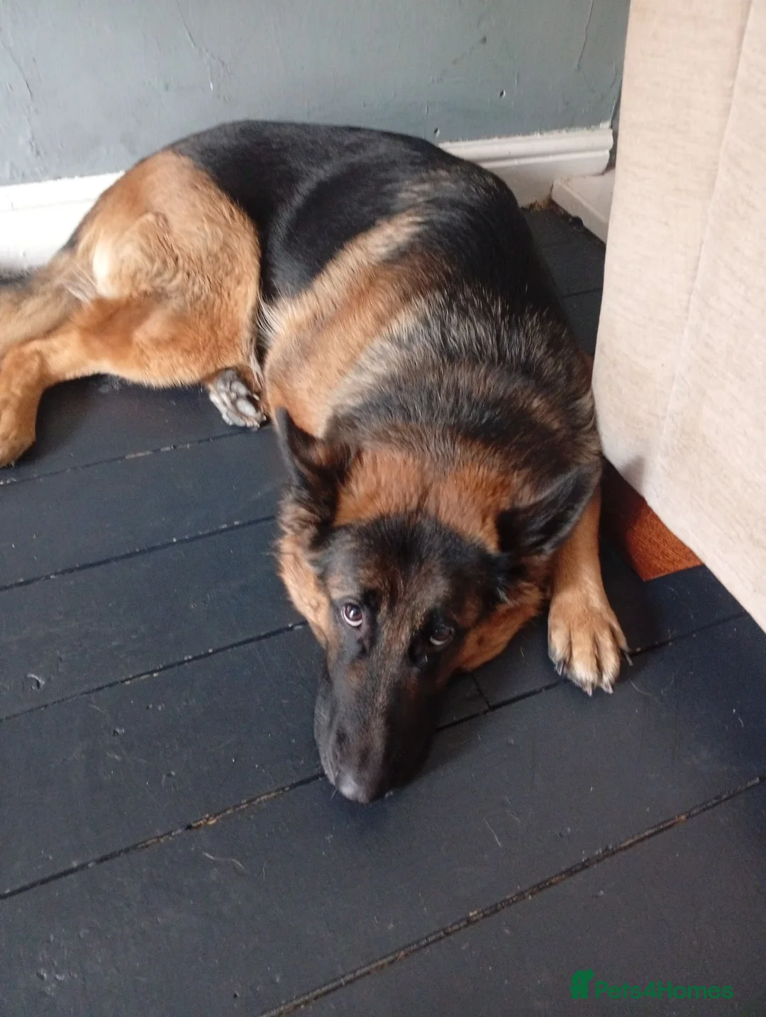 German Shepherd dogs for sale: Keeva in Oldham - Advert 2