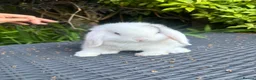 Mini Lop rabbits for sale: Ready to leave. Mini lop babies  - Advert 8