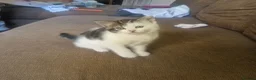 Mixed Breed cats for sale: Special little girly  - Advert 7
