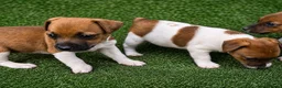 Jack Russell dogs for sale: Pure breed short tail Jackrussell pups  - Advert 8