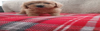 Cavapoo 1