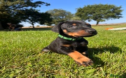 Dobermann dogs for sale: Ready now, Outstanding KC Reg Dobermann puppies - Image 30