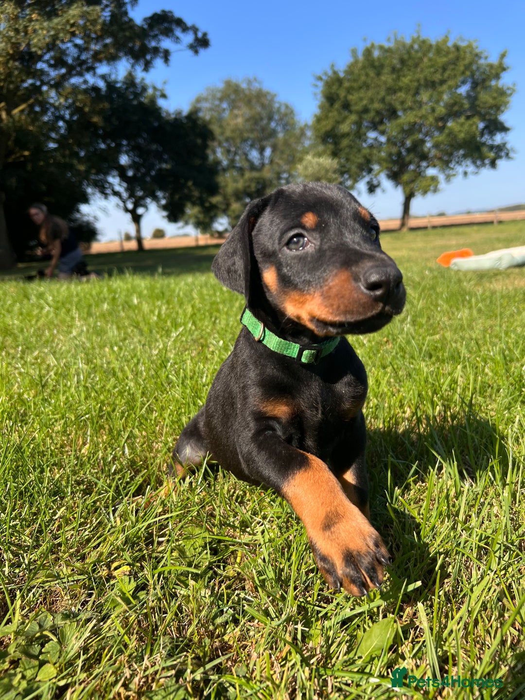Dobermann dogs for sale: Ready now, Outstanding KC Reg Dobermann puppies - Image 30