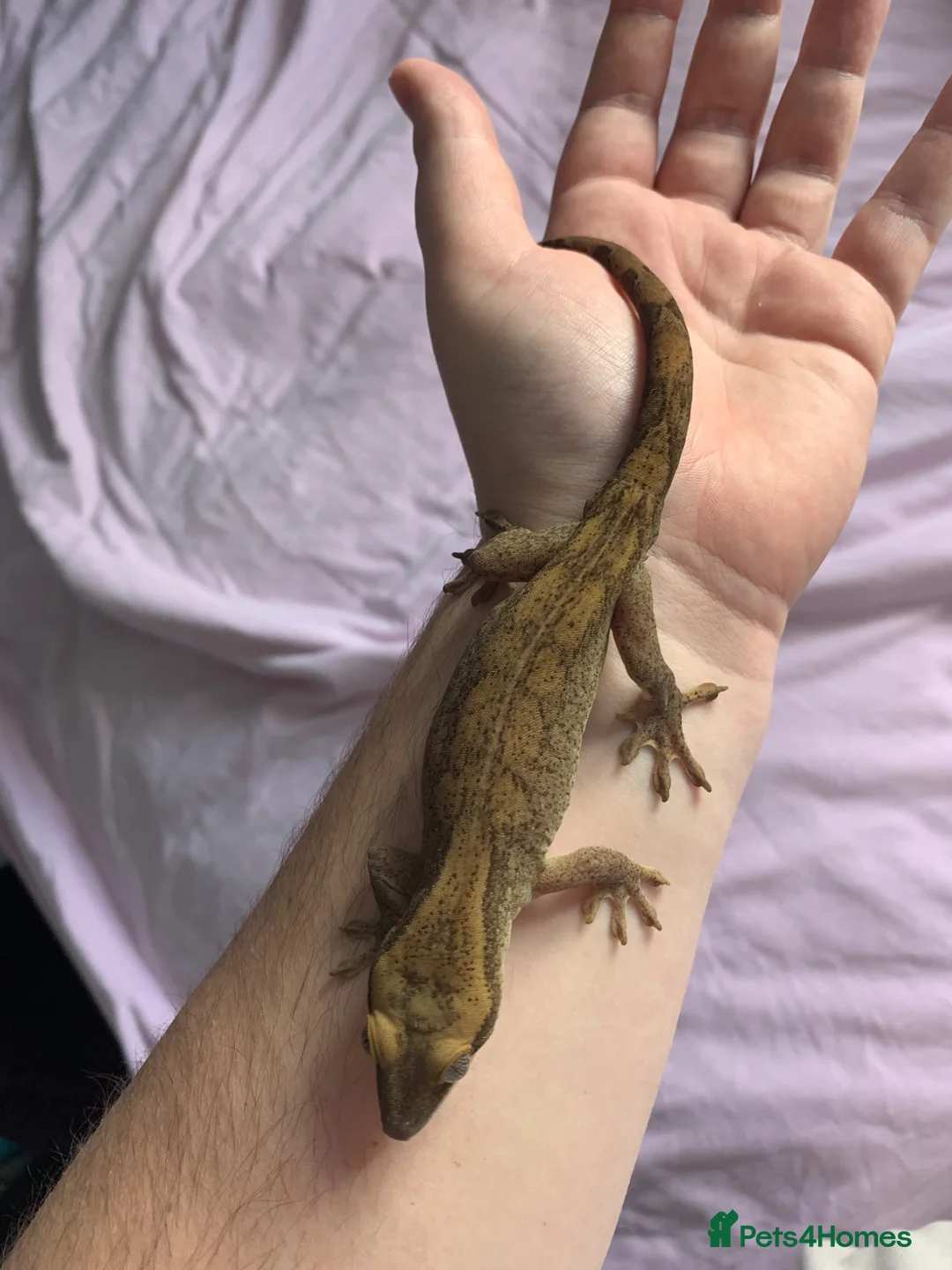 Gecko reptiles for sale: Gecko Crested Chahoua Gargoyle Sarasinorum - Advert 8