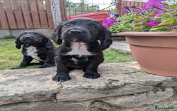 Cocker Spaniel dogs for sale: Cocker spaniel puppies  - Image 5